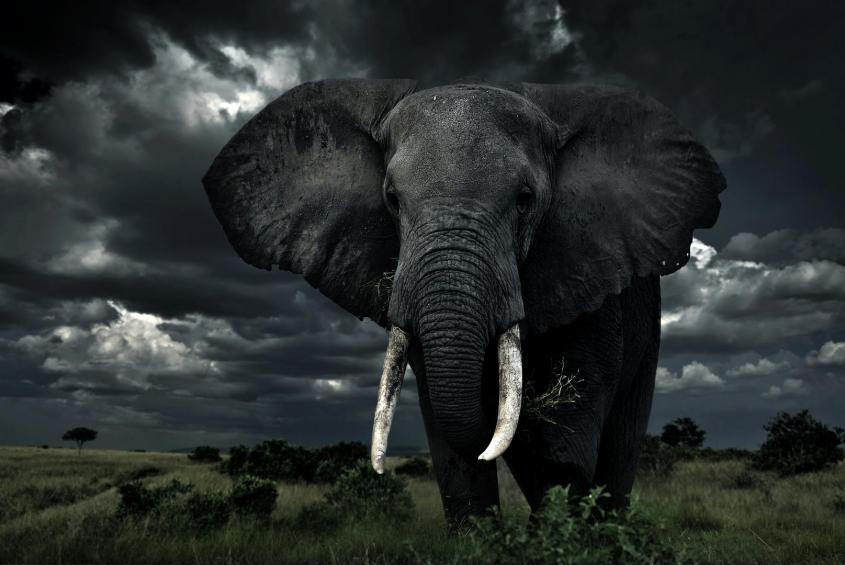 African elephant 